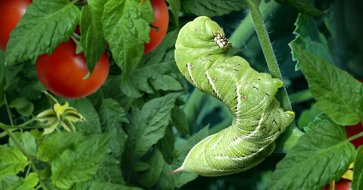 how-to-protect-edibles-and-ornamentals-from-garden-pests