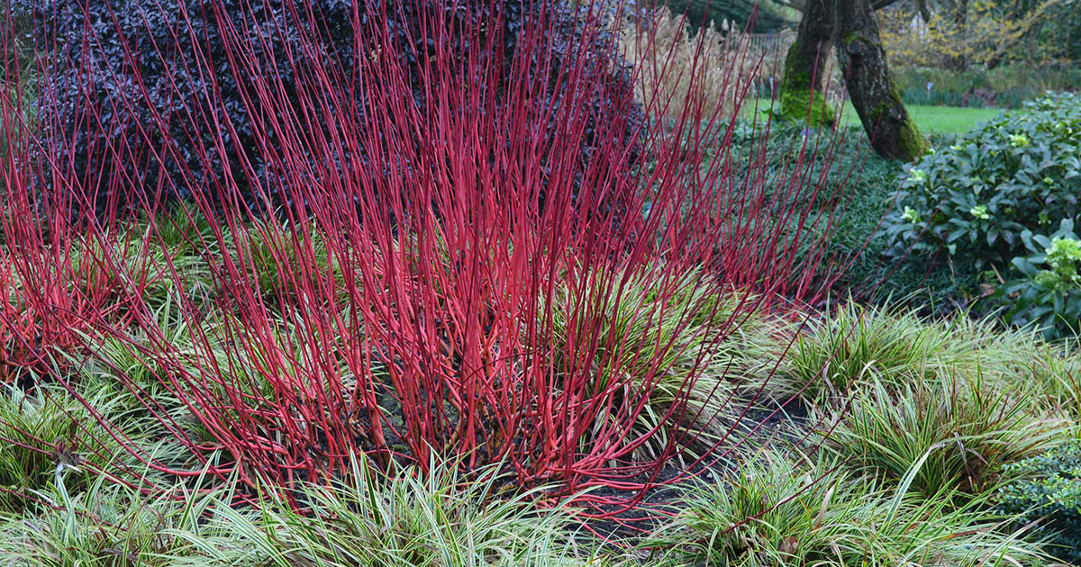 how-to-protect-shrub-dogwoods-against-diseases-insects-and-mites