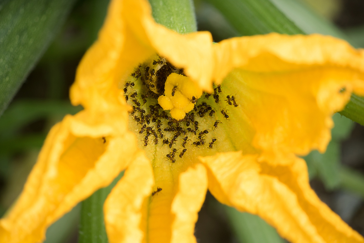 how-to-protect-your-garden-beds-from-ants