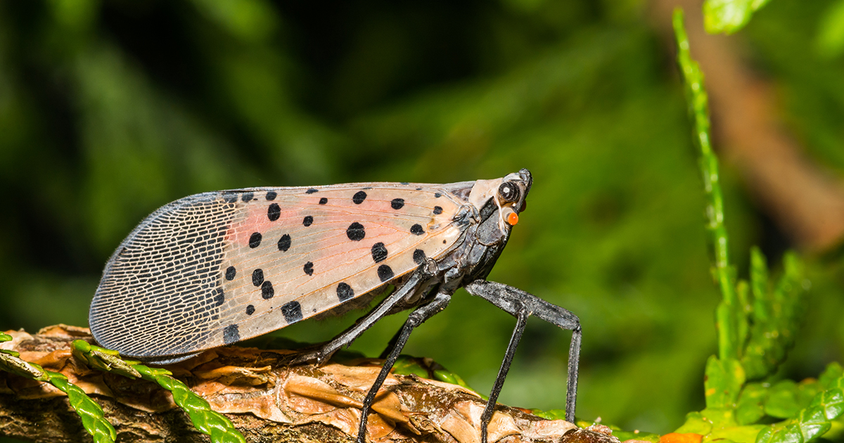 what-to-do-if-you-see-a-spotted-lanternfly