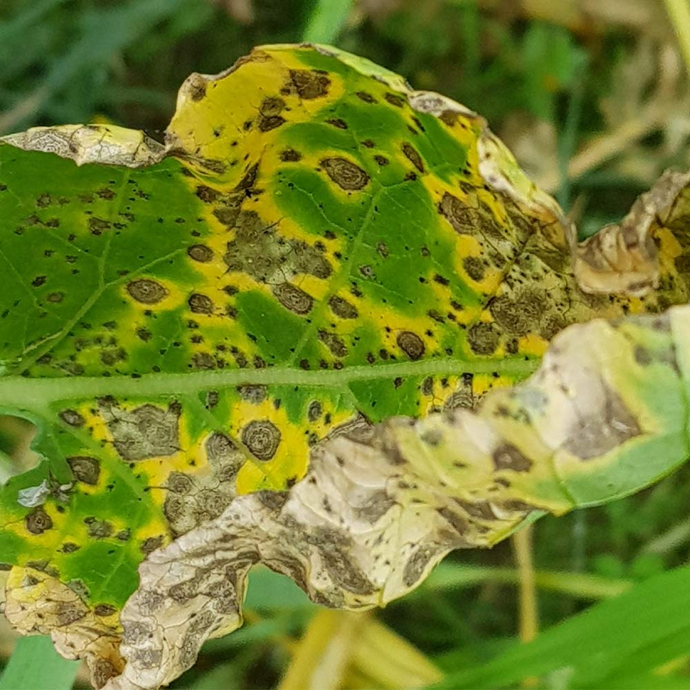 alternaria-leaf-spot