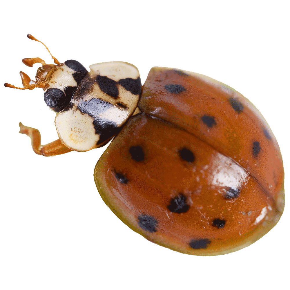 asian-ladybeetle