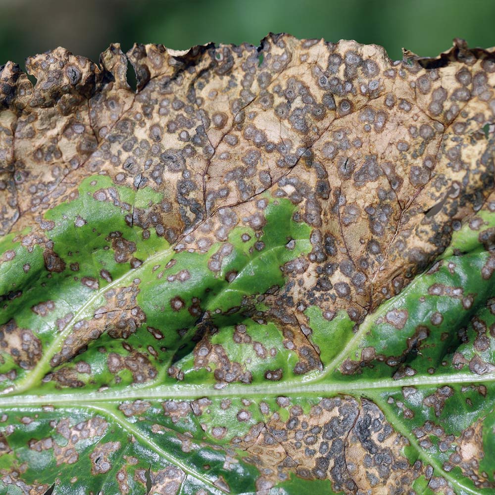 cercospora-blight