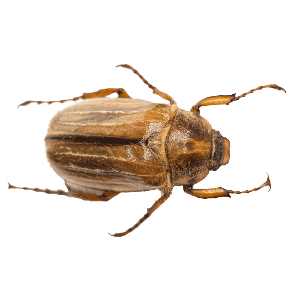 chafer-beetle