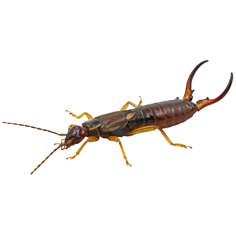 Earwig