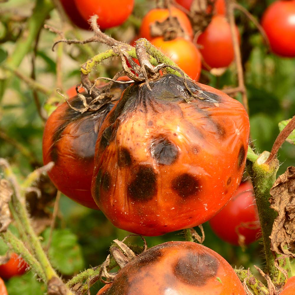 Phytophthora Blight