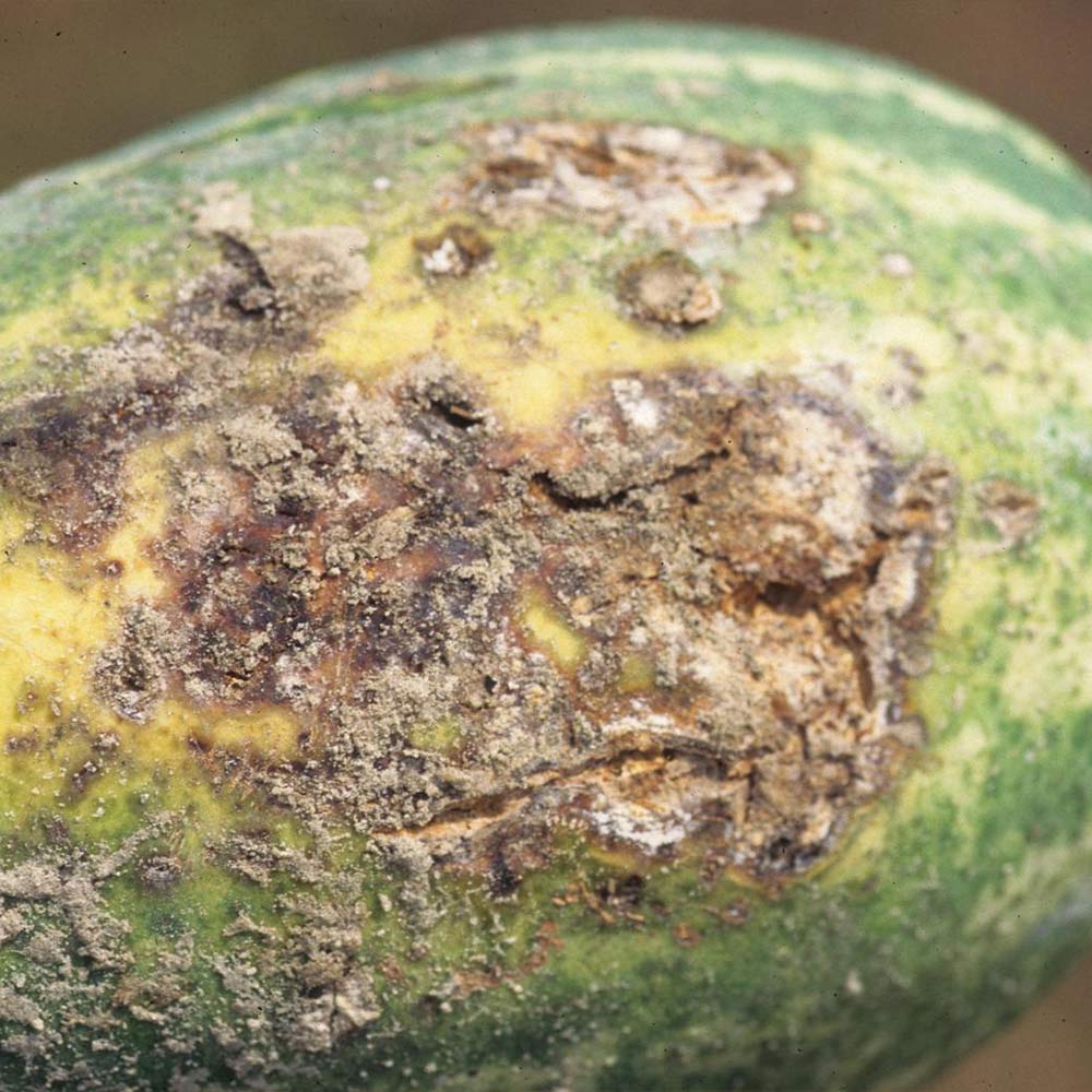 Rhizoctonia Fruit Rot
