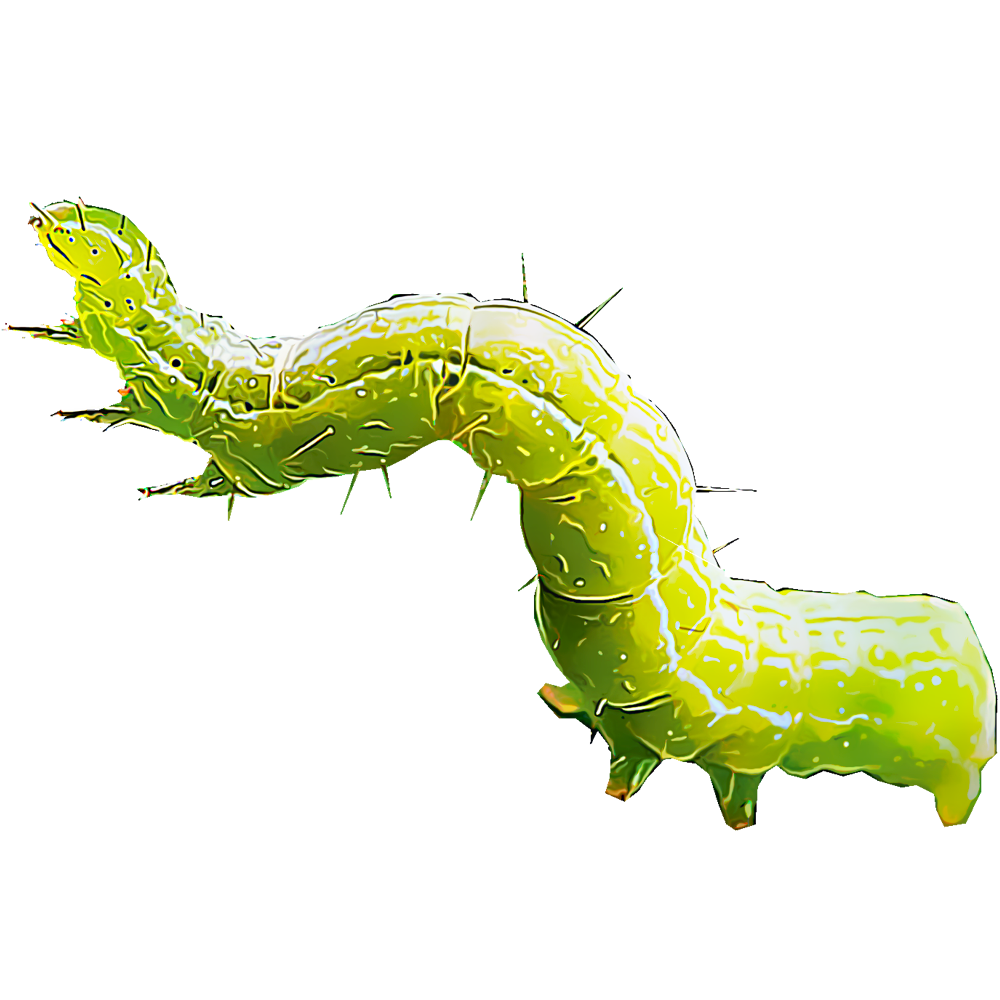 cabbageworms