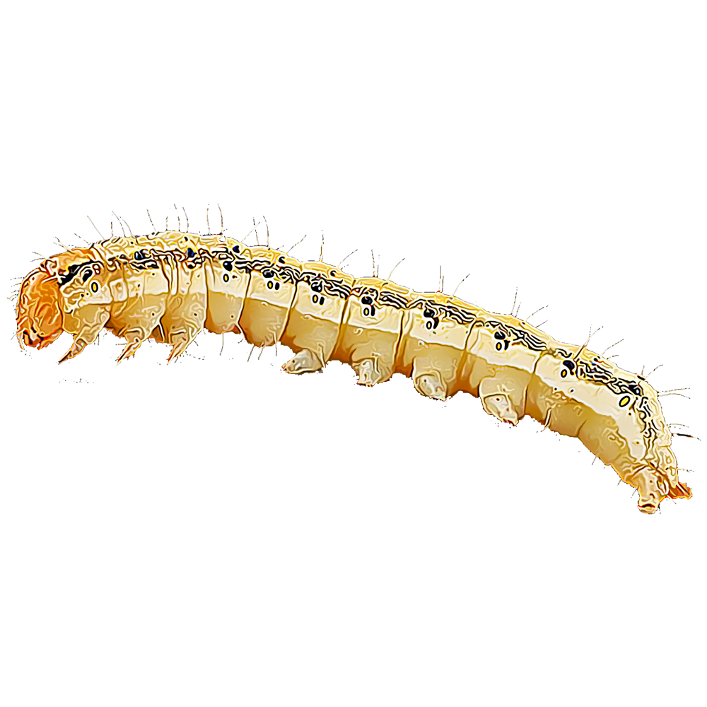 corn-earworms