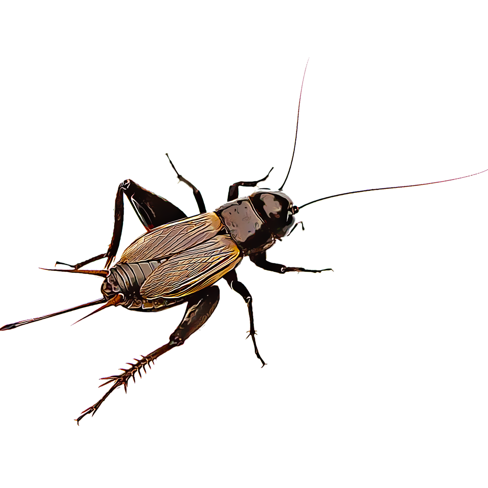 crickets