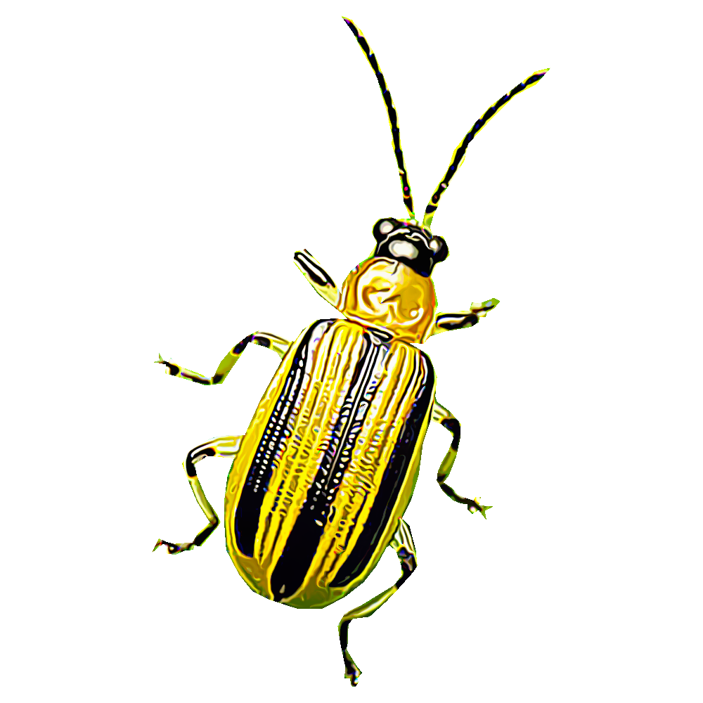 cucumber-beetles-striped-and-spotted