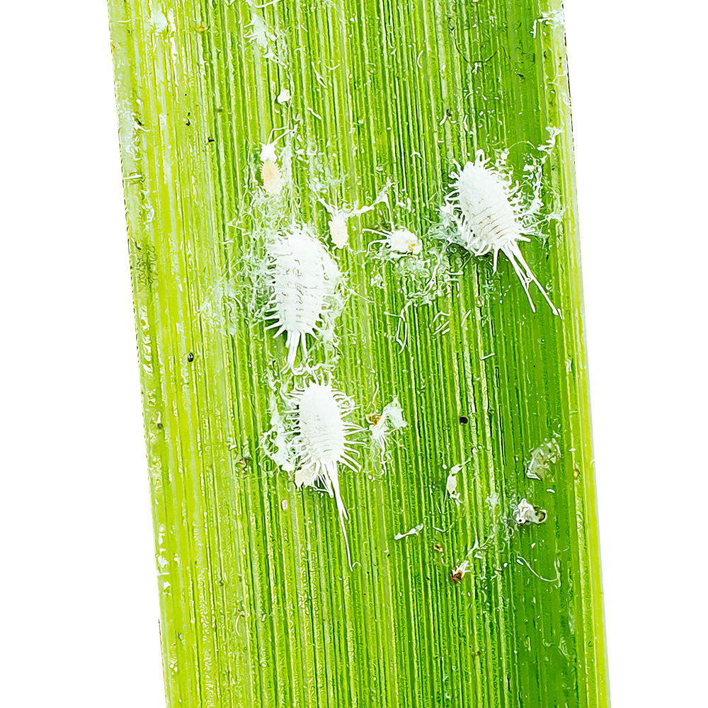 mealybugs