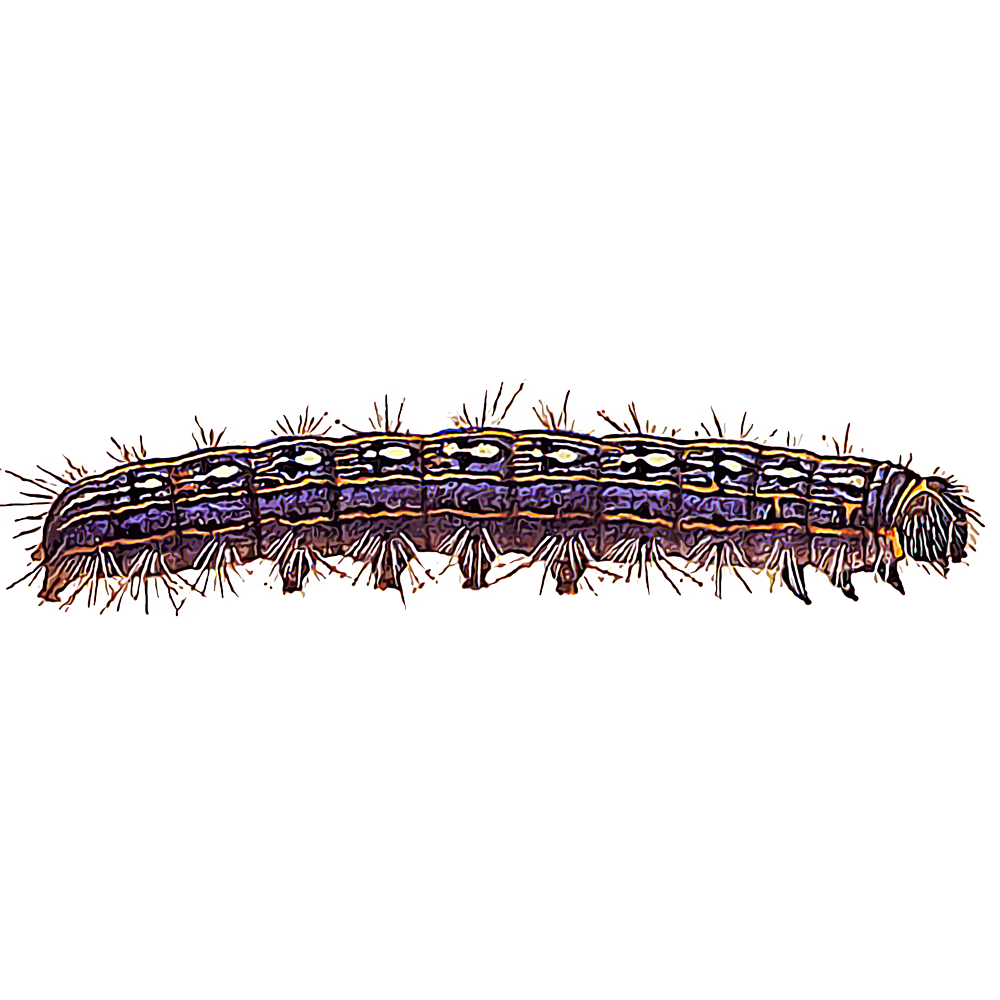 Illustration of a tent caterpillar