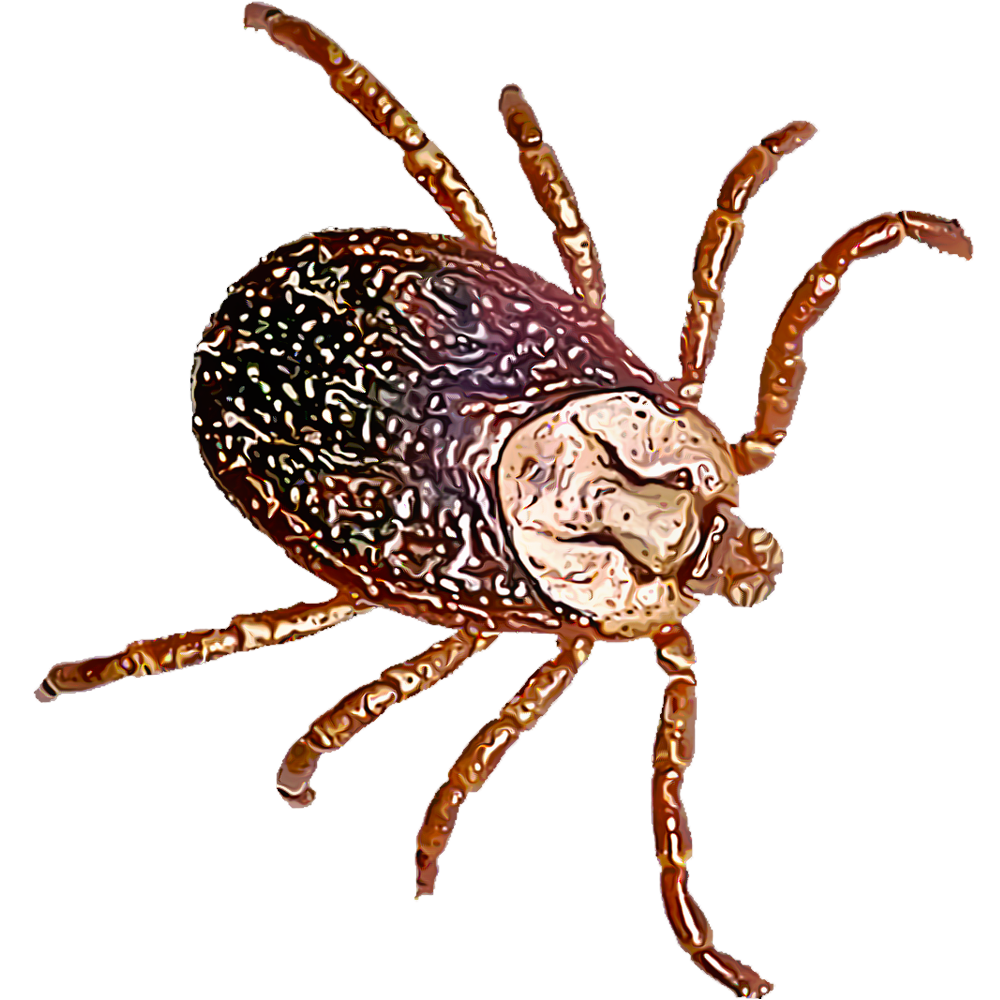 ticks