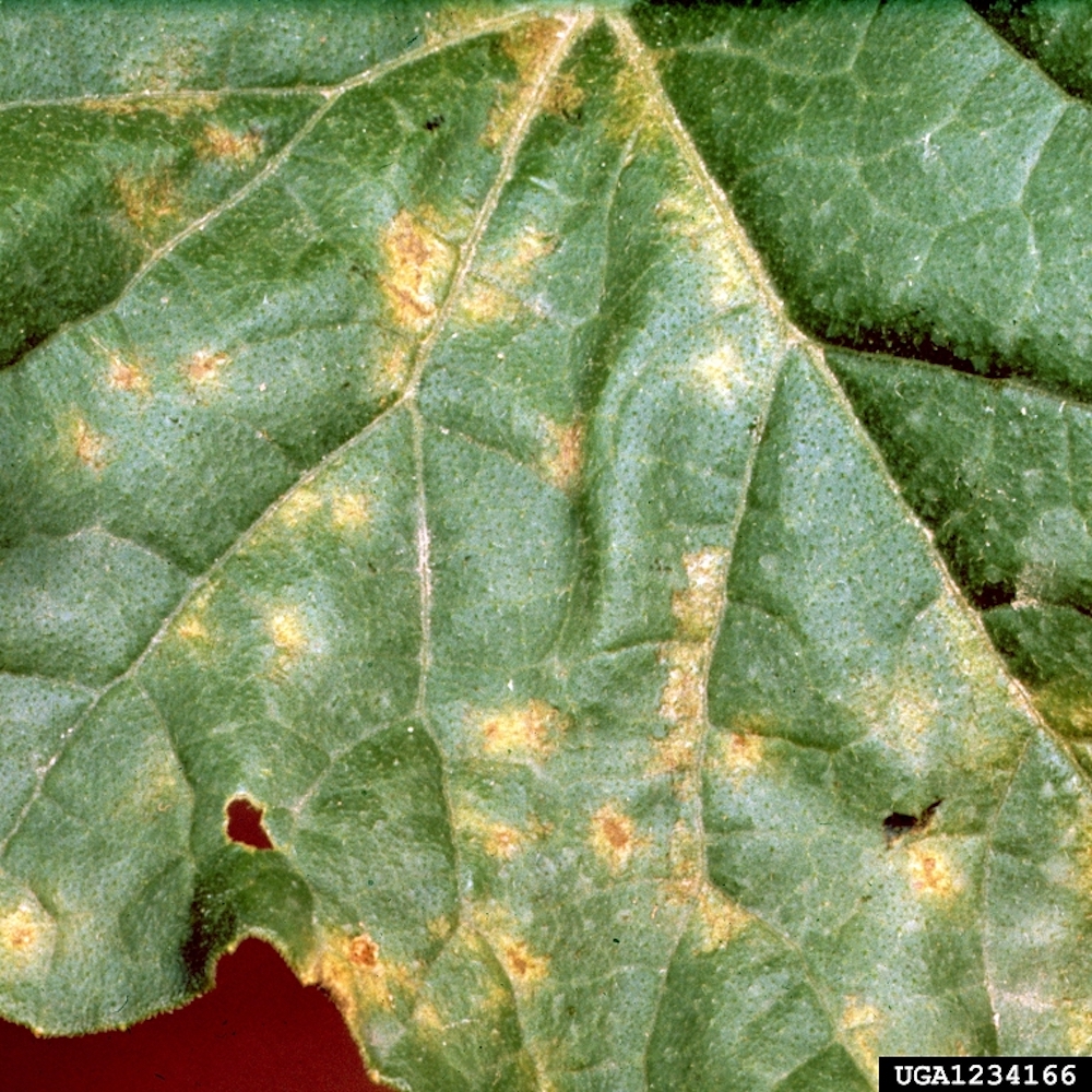 downy-mildew