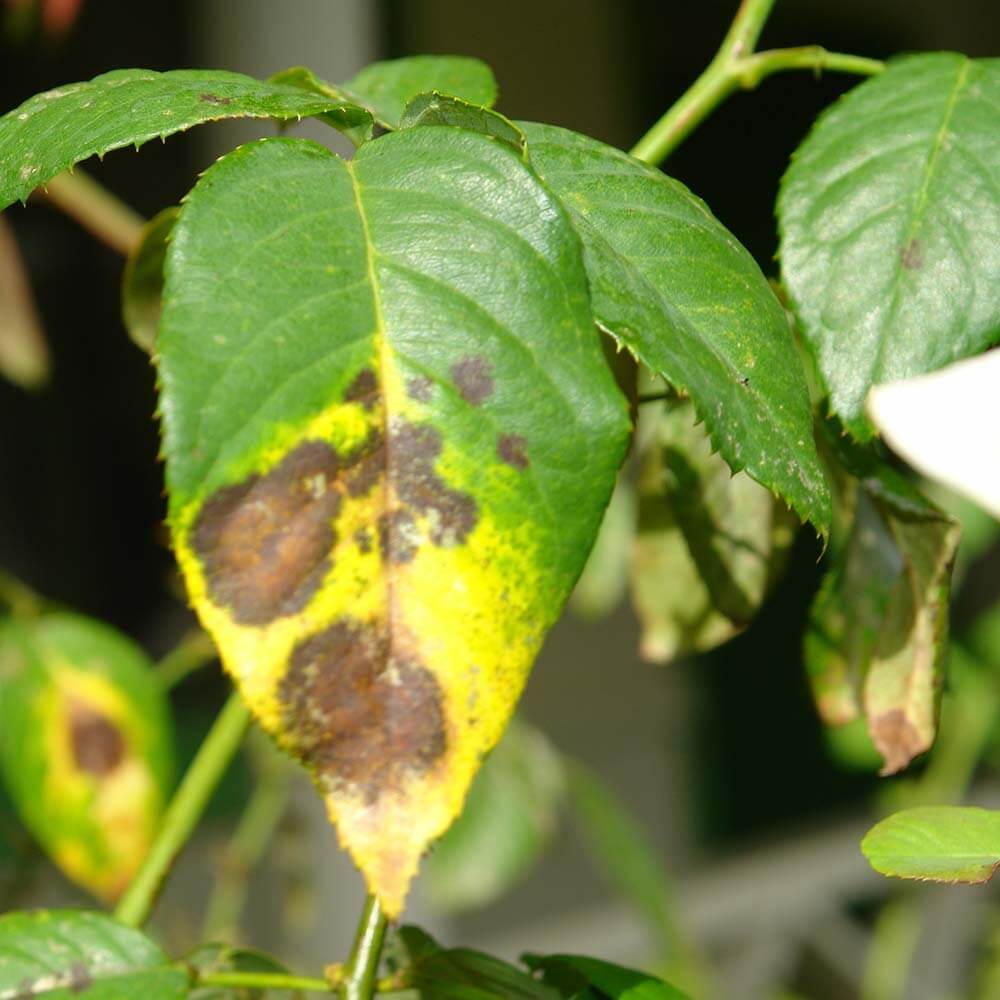 septoria-leaf-spot