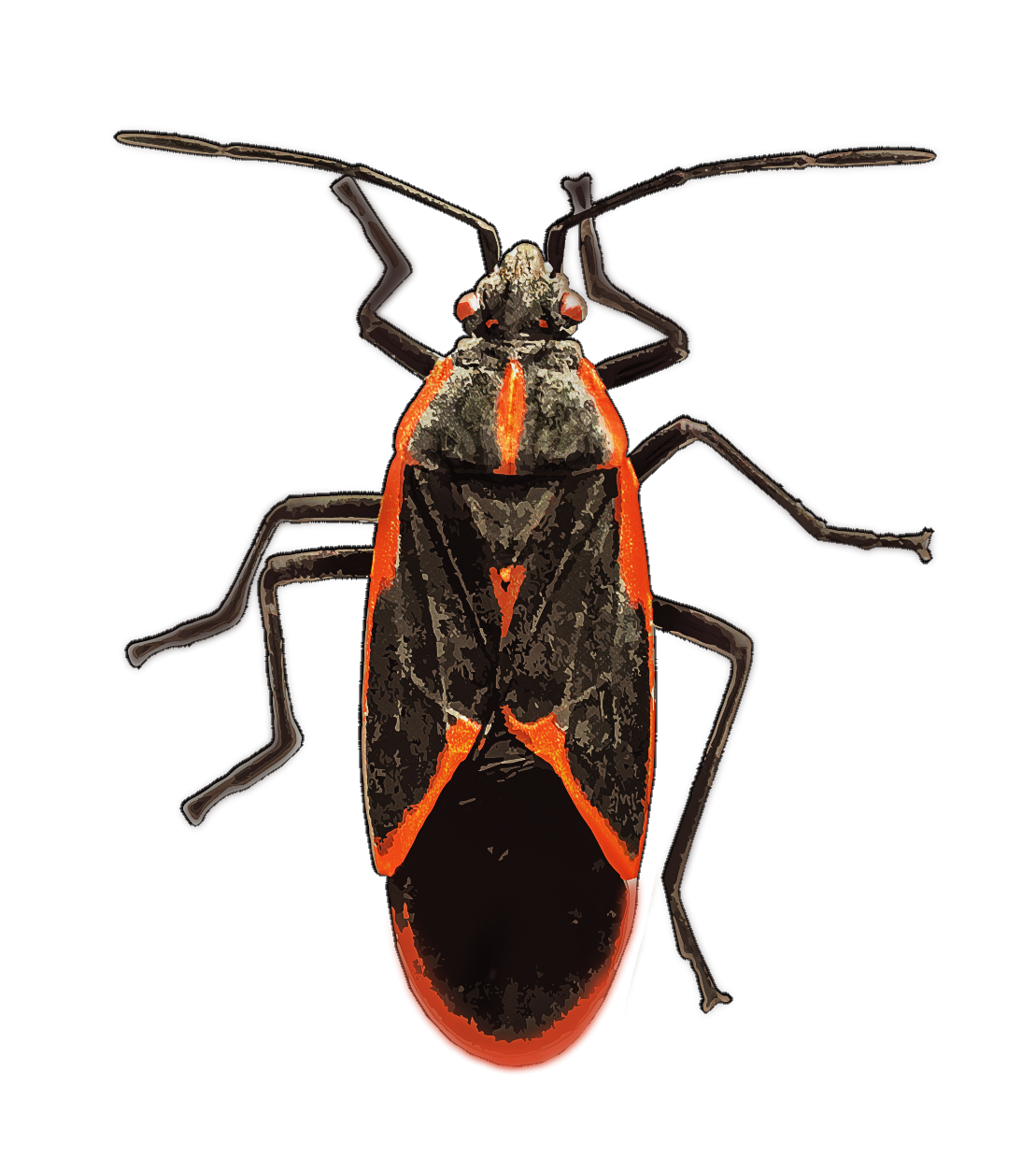 boxelder-bugs