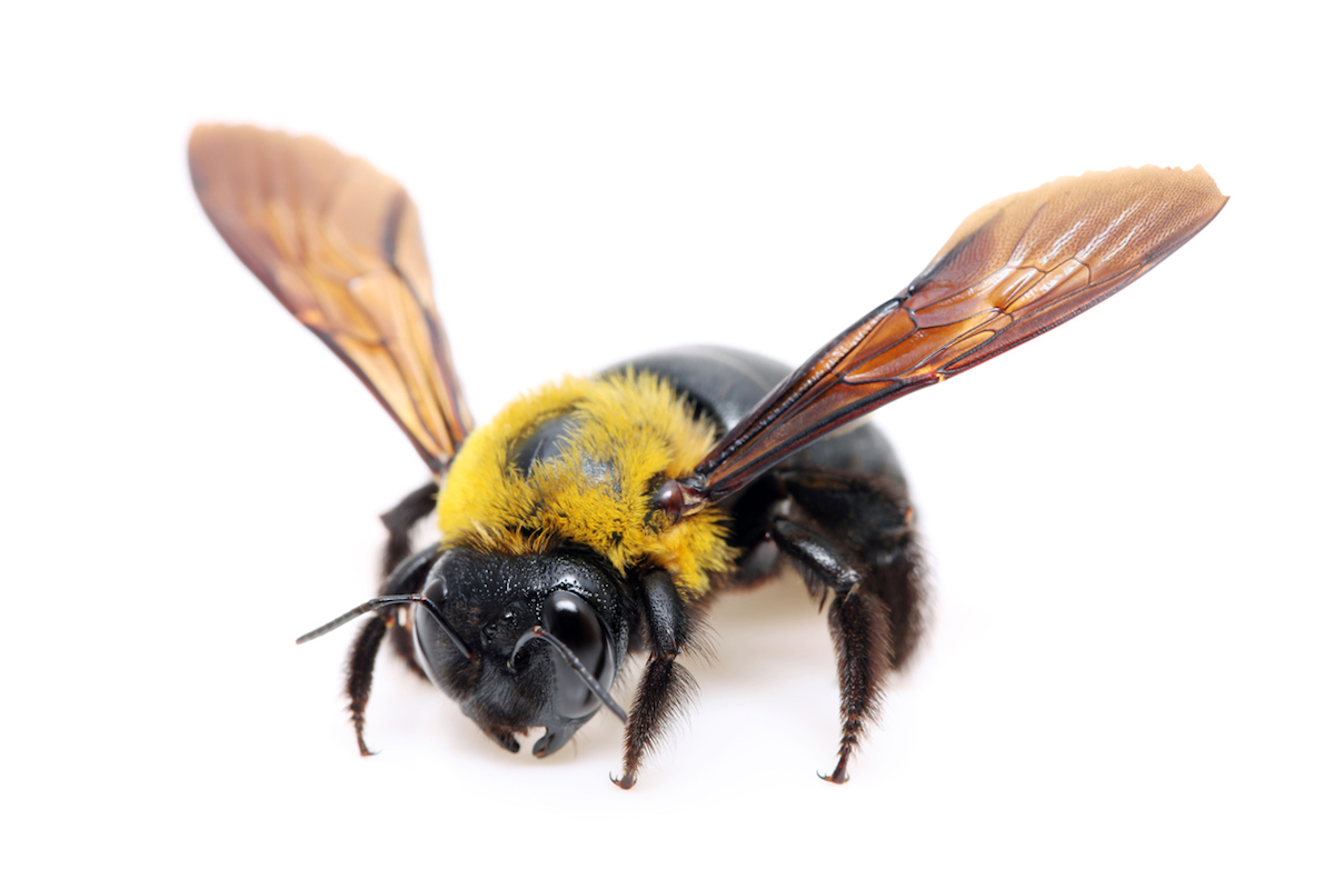 carpenter-bees