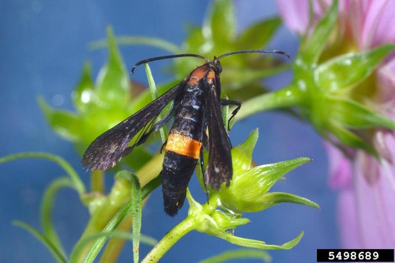 Peachtree borer on flowers.