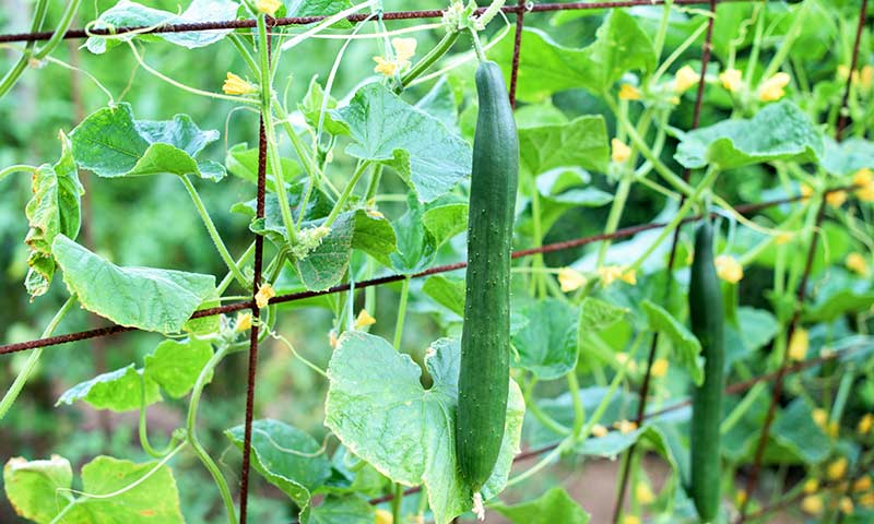 cucumber growing tips