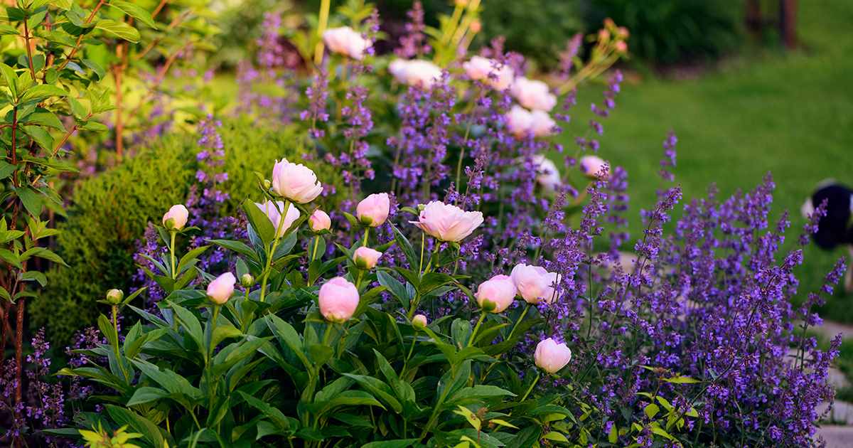 Beautiful landscape garden with pink peonies and purple catmint flowers surrounded by spirea and dogwood shrubs.