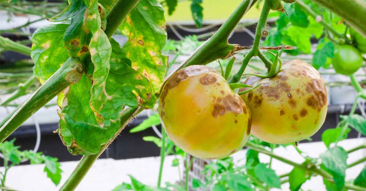 to Identify, Control and Prevent Blight on Your Tomatoes