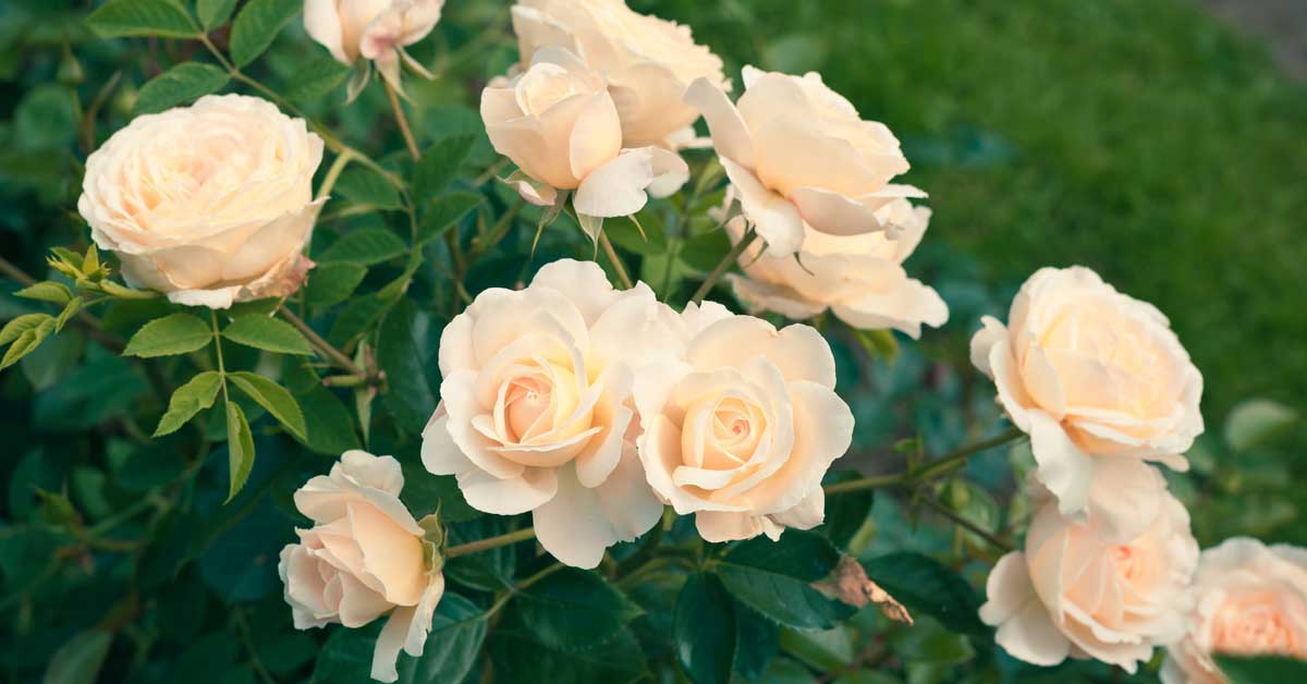 Cómo controlar y prevenir los daños de la mancha negra en las rosas