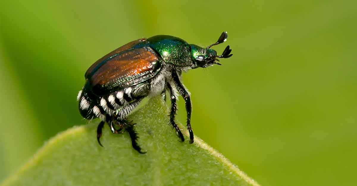 Everything You Need to Know About Japanese Beetles