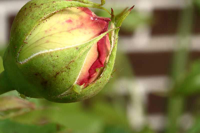 Why You Should Grow Roses On Your Urban Homestead - Healthy Fresh Homegrown