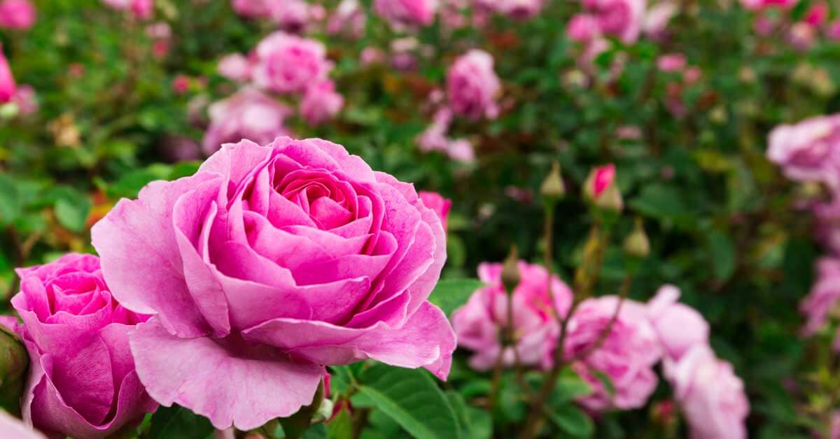 Details 100 rosas del jardin