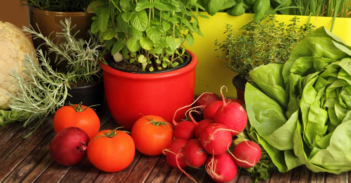 Cómo cultivar y cuidar las frutas, vegetales y hierbas en macetas