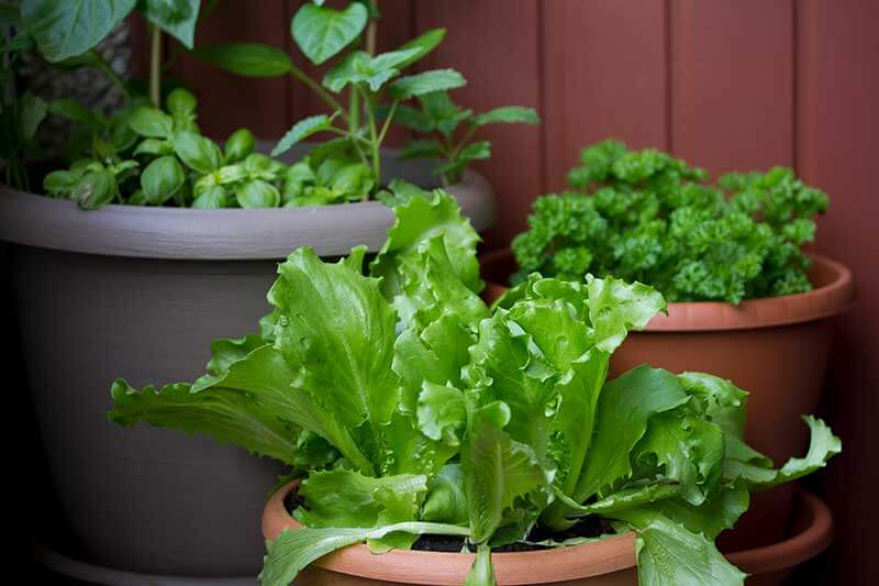 You can grow vegetables in containers