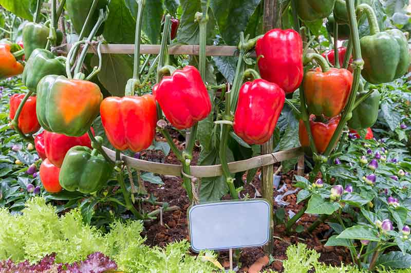 How to Grow Bell Peppers - Planting and Growing Bell Peppers