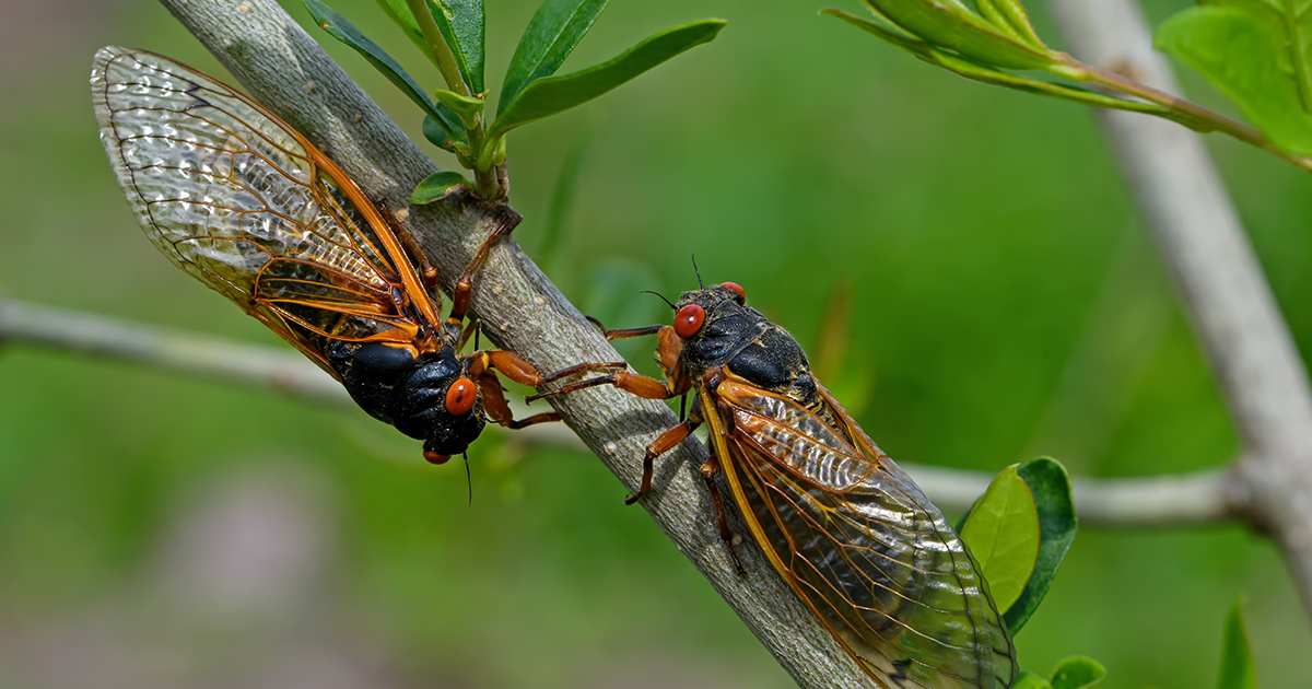 Cicada Emergence: Preparing Pools in the Chicago Area