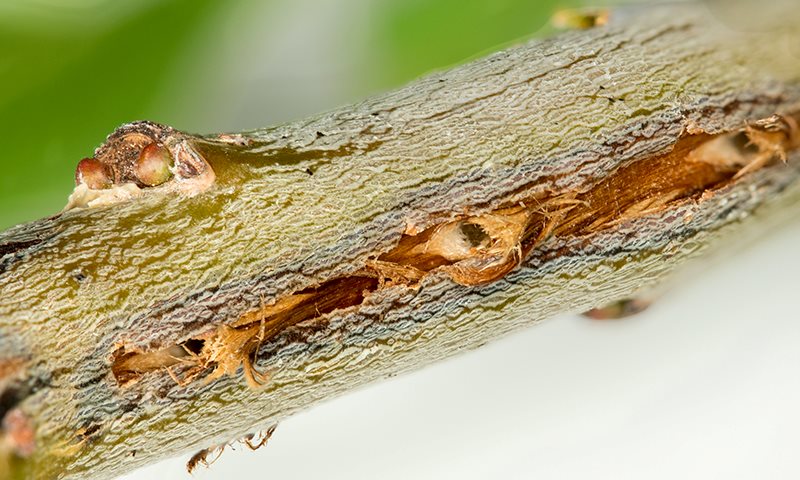 recognizing cicada damage