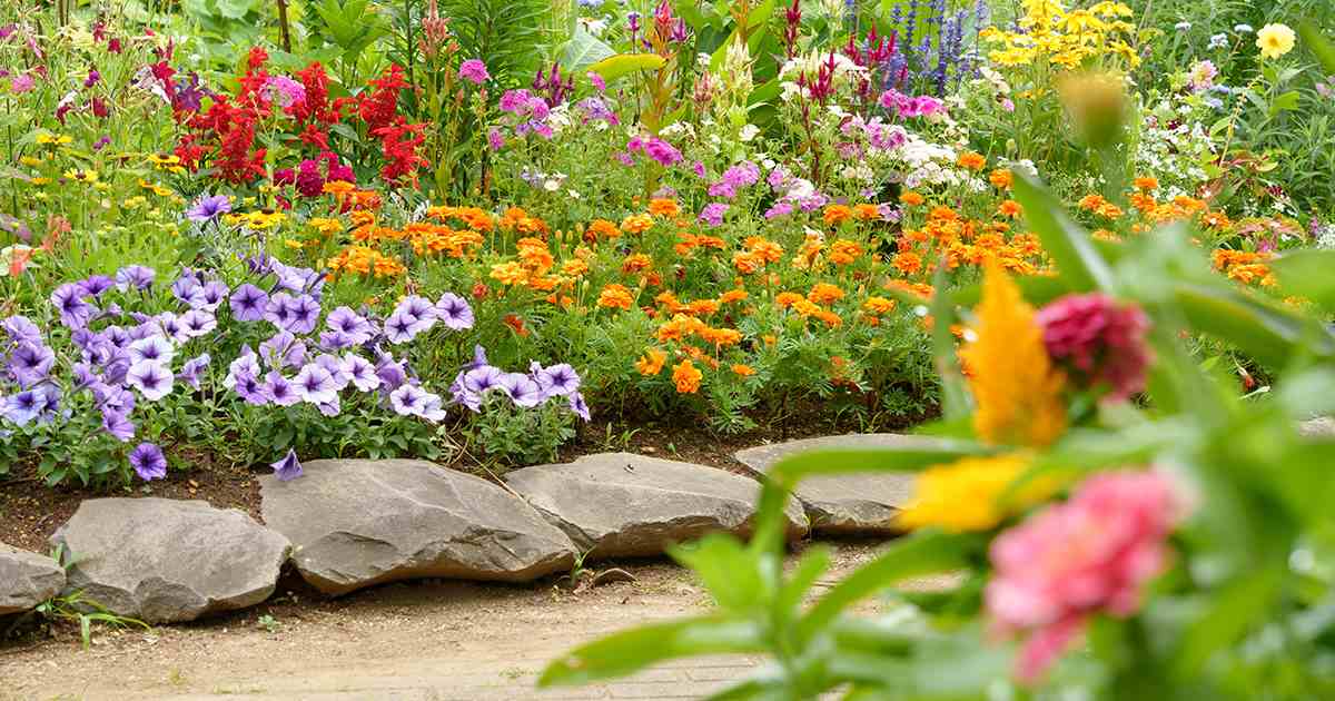 Colorful garden beds filled with vibrant blooms along a brick walkway.