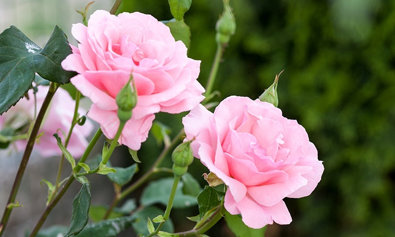 two way pest control for ornamental plants