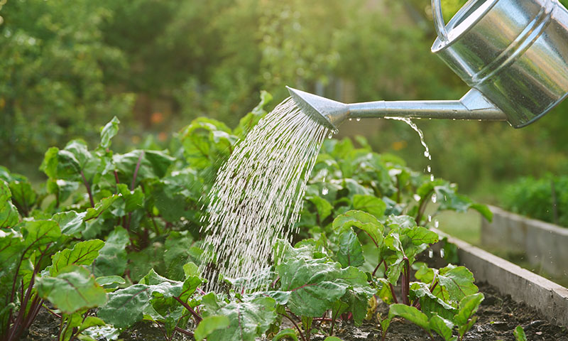 how to maintain a kitchen garden