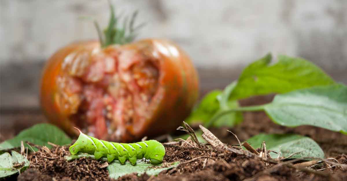 tomato hornworm life cycle