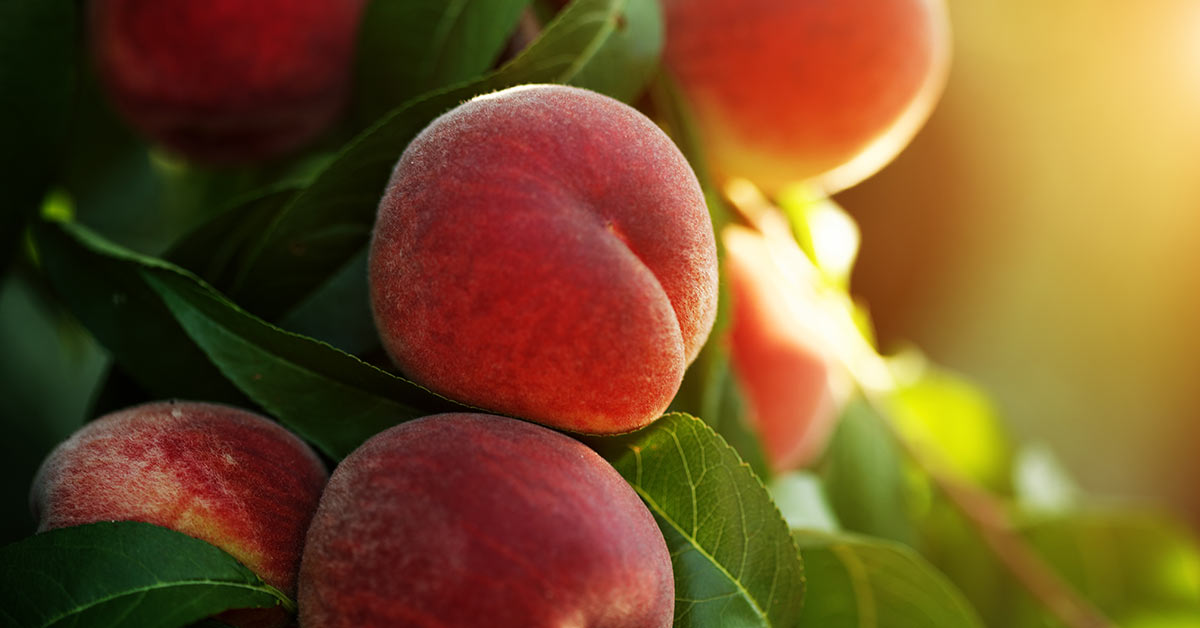 Bonanza Peach Trees for Sale
