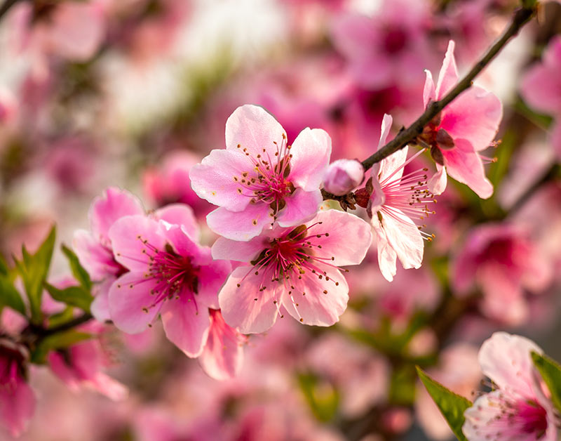 Can you Identify the difference between Cherry Blossom and Peach Blossoms?