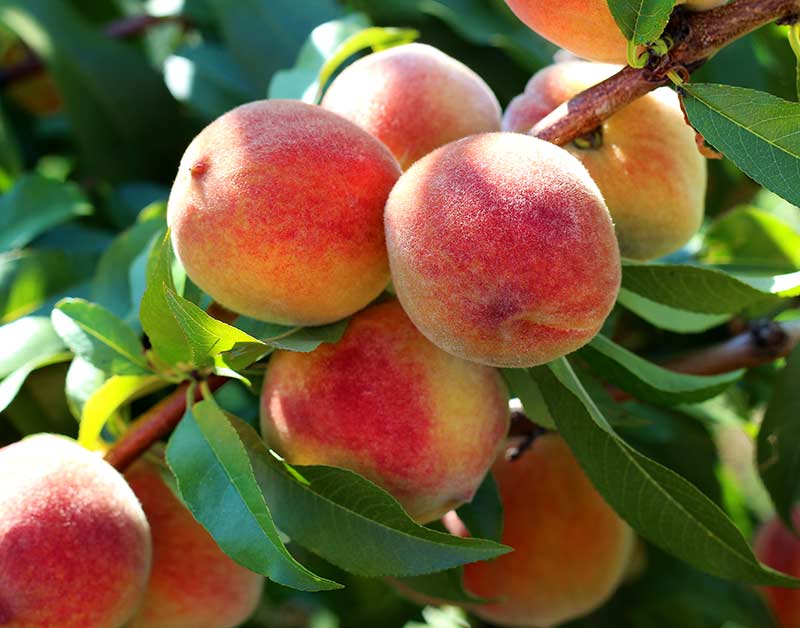 Peach State on course to run out of peaches