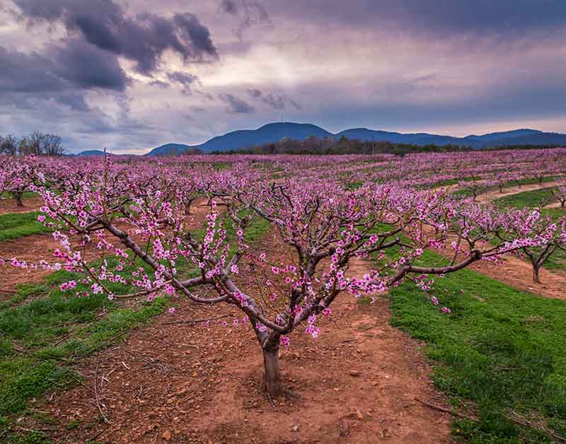 A Guide to Harvester Peach Trees