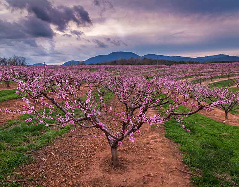 How to Grow and Care for Peach Trees