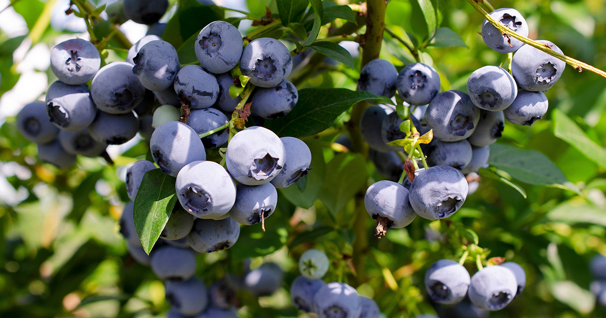 Growing blueberries in a home garden requires sun, water, and the proper type of soil. Learn how to help blueberries thrive.