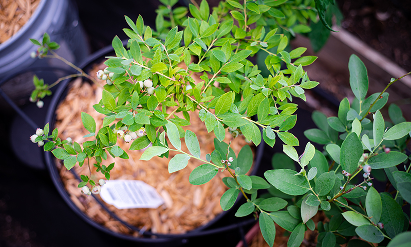 planting blueberries containers