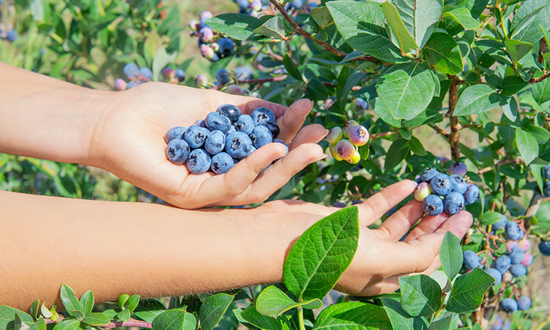 understanding blueberry types