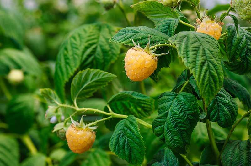 How To Plant Grow And Harvest Blackberries And Raspberries 2022 