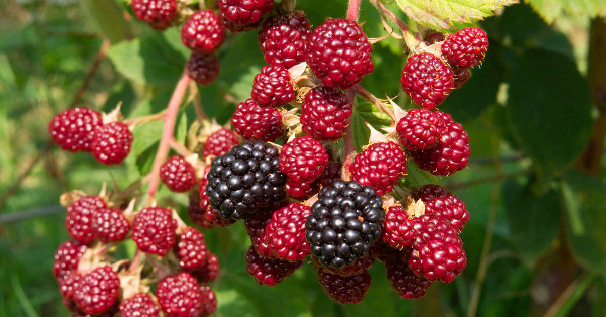 best black raspberry plants