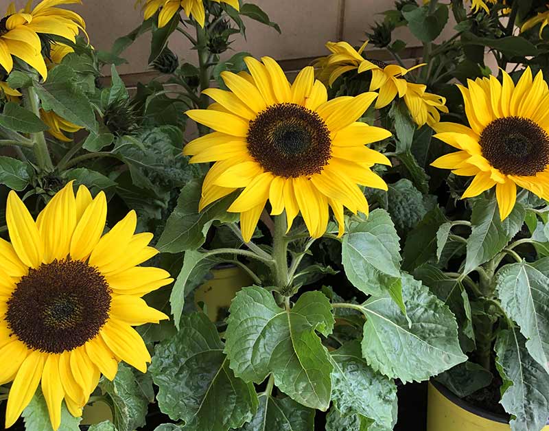 https://www.gardentech.com/-/media/project/oneweb/gardentech/images/blog/how-to-grow-sunflowers/dwarf-sunflower.jpg